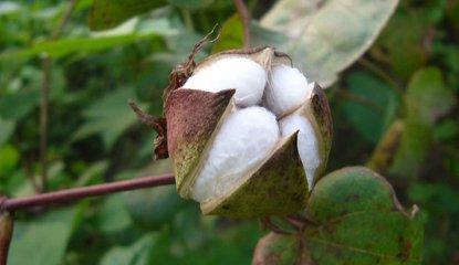 农产品 | 棉花期货:呵护棉企冷暖 助力价格改革