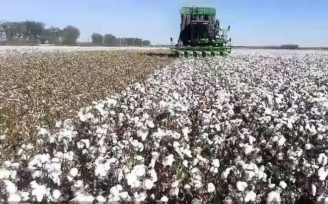 新疆棉花脱叶剂市场分析