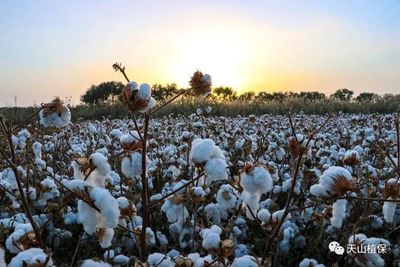 新疆2021年棉花成本及收益情况简析,棉价还会再涨吗?
