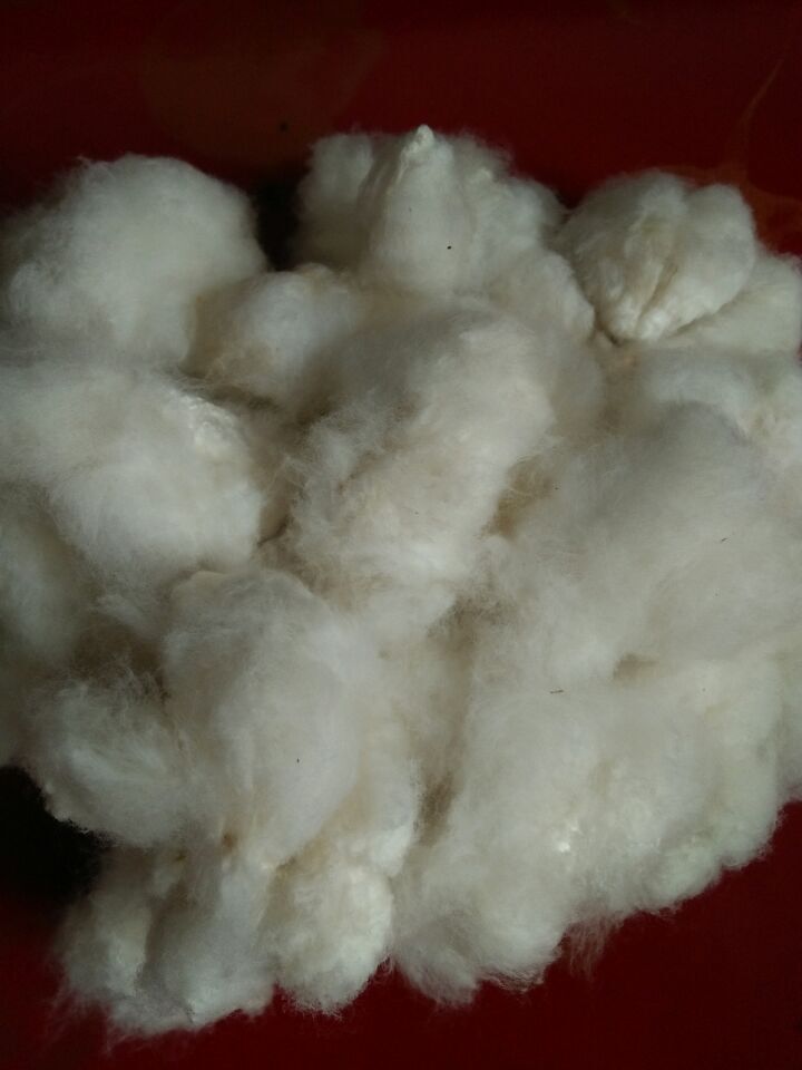 河北棉花带籽棉花自种籽棉花天然未加工带种子籽棉包邮