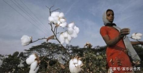 印度把他们的棉花低价卖给我们国家,再用高价买回去,这是为啥?
